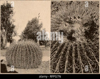 . Der Carnegie Institution in Washington Publikation. Ich 68 Die CACTACEAE. "In meinem Garten diese Pflanzen blühen in unregelmäßigen Abständen über einen Zeitraum von ca. sechs Monaten jedes Jahr. Die erste Blüte der aktuellen Saison eröffnet am 15. Mai und ist man in der Blüte heute, während eine Reihe von gut entwickelten Knospen öffnen, wenn durch unseasonable Frost getötet. Die Stunde des Tages, dass die Blume öffnet variiert je nach der Zeit, dass die warmen Strahlen der Sonne erreichen. Nur so schnell, jedoch, wie die Sonne - Licht lässt die Blume, schließt es, ob es am Vormittag oder Nach-Mittag. Wolken verdecken der s Stockfoto