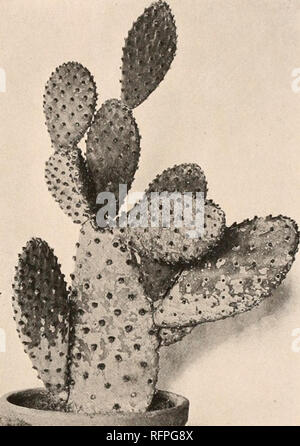 . Der Carnegie Institution in Washington Publikation. . Abb. 150.- Opuntia microdasys. Abb. 151.- Opuntia, wahrscheinlich Hybrid. Cactus linkii und C. man sowohl nach Mexiko gutgeschrieben, sind nur von Südamerika bekannt. Wenn dieses Opuntia wirklich ursprünglich aus Brasilien kamen, es könnte sehr gut das Gleiche wie Opuntia inamocna werden. Wie oben (s. 116), Opuntia pubcrula auf 0 bezeichnet. dccumbcns. Die 0. puberula unserer Gärten, jedoch ist eine ganz andere Pflanze, und aller Wahrscheinlichkeit nach ist der Hybrid Herkunft. Es ist nahezu identisch mit einem Hybrid zwischen 0. und 0. cantabrigiensis Microdasys, Dr. Rose collecte Stockfoto