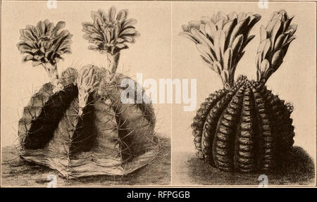 . Der Carnegie Institution in Washington Publikation. GYMNOCALYCIUM. 153 Schlüssel für Arten - fortgesetzt. BB. Rippen mit prominenten Tuberkel. C. Blumen mit einem sehr kurzen Rohr. Stacheln braun bis schwarz. Zentrale Stacheln eine oder mehr. Tuberkel ohne eine ausgeprägte Kinn 8. Tuberkel mit einem großen Kinn 9. Zentrale Stacheln wollen 10. Stacheln gelb. Rippen von 10 bis 15 11. Rippen 22 12. CC. Blüten mit mehr oder weniger langgestreckten Röhre. Stacheln gelb, zumindest wenn Junge, oder Weiß. Stacheln 5 bis 7, bis zu 6 cm lang 13. Stacheln ein wenig gebogen, 1 bis 4 cm lang. Stacheln 10. bis 13. Stacheln schlank, nicht appressed 14. Stacheln Stout, Stockfoto