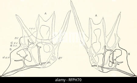 . Der Carnegie Institution in Washington Publikation. keine Papiere aus dem biologischen Labor an Tortugas. Es ist bekannt, dass in der Entwicklung des Skeletts das mesenchym Zellen zwei triradiate spicules, einer auf jeder Seite des Körpers unterscheiden. Die Stangen der triradiate spicules ungleich entwickeln. Die ventrale Körper Stab, der ventralen Stange des Arms und die dorso-ventrale Bindegewebe werden aus dem Auswuchs des ursprünglichen drei Balken gebildet. Anschließend die dorsale Körper Rute und der Dorsalen Stange des Arms sind differenziert, und schließlich die aboral Zweige der ventralen Körper stecken. In den beiden Beispielen Stockfoto