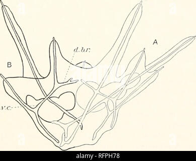 . Der Carnegie Institution in Washington Publikation. Links d.a.r. - Typische und unabhängige, außer den Körper Mauer, die beide. In der Rechten oder eine pluteus jedes Der skelettteile differenziert ist und normal. In der Linken oder B pluteus der ventralen Körper Stangen unvollständig sind. d. v.C.------- Abb. 6. Soweit sie nicht ihre aboral gegabelte Äste nicht besitzen, und eine der ventralen arm Stangen ist abgekürzt. Die B pluteus in dieser Fusion ist unvollständig, nicht in Bezug auf die dorsale Stäbe, wie im vorherigen Beispiel, aber in der aboral Zweige der ventralen Körper stecken.. Bitte beachten Sie, dass diese Stockfoto