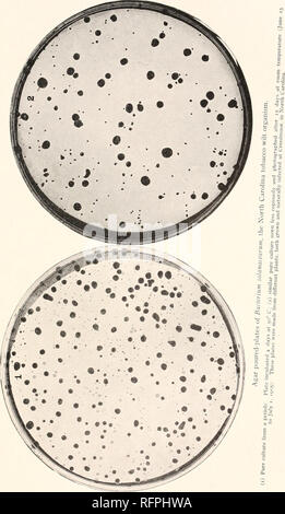 . Der Carnegie Institution in Washington Publikation. Anlage Bakterien, VOL. 3. Platte 37. Bitte beachten Sie, dass diese Bilder sind von der gescannten Seite Bilder, die digital für die Lesbarkeit verbessert haben mögen - Färbung und Aussehen dieser Abbildungen können nicht perfekt dem Original ähneln. extrahiert. Der Carnegie Institution in Washington. Washington, der Carnegie Institution in Washington Stockfoto