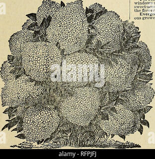 . Blumen Edelsteine für 1896. Blumen Samen Kataloge; Glühlampen (Pflanzen) Kataloge; Rosen Kataloge; Pflanzen, Zierpflanzen Kataloge; kommerzielle Kataloge Ohio Springfield; Blumen; Glühlampen (Pflanzen); Rosen; Pflanzen, Zierpflanzen; kommerzielle Kataloge. Clematis Jackmanii. Erste Größe, 75 cent Clematis Henryil. Clematis Paniculate. Einzelne GROSSE WEISSE CLEMATIS. Clematis Henryii - ein Dure weiße, große blühende Sorte, der schönen Form, und als mit Abstand das Beste, das einzelne weiße Sorten anerkannt. Es ist eine viel stärkere Anbauer als die meisten anderen Sorten, und ist völlig winterhart. Exzellent für ceme Batterien oder überall dort, wo eine Har Stockfoto