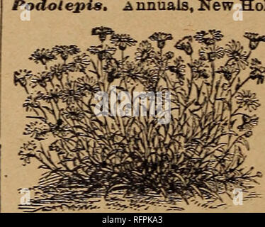 . Der Park floral Guide, 1896. Baumschulen Pennsylvania Kataloge; Blumen Samen Kataloge. Chili, 1827. sonnigen Grenze leichte Böden. Sehr Portttlnea. Hälfte - robustes jährliches Ro=p-blühenden 5 Weiß gestreift 5 Rose Gestreift 5 Gelbe strioed 5 Rose 5 Crimson 5 Gelb 5 Rot 5 Strohfarben-co 5' ompletten Mischung oder verknüpft. 5 Single varietiesin alle Abo^e Farben, separfteormixed.. 3 Fsme Portulak ist eine der nützlichsten und schönsten unserer Sum-mer bloomiug Jahrbücher. Die Blüten sind Jarre und brillante, knd der d* arf, sacculent Pflanzen beginnen schon zu blühen und in der Blüte während der gesamten Saison fortgesetzt werden. Th Stockfoto