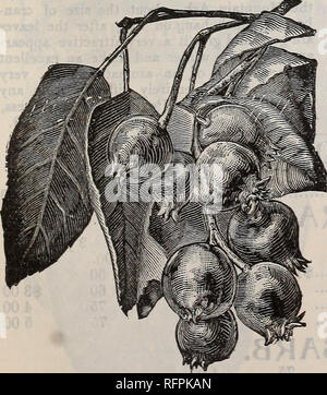 . Erdbeeren, Himbeeren, Brombeeren, Stachelbeeren, Trauben, Korinthen, Rhabarber und Spargel, Apfel, Kirsche, Pfirsich, Birne: Herbst 1896. Baumschulen New Jersey Kataloge; Obstbäume Sämlinge Kataloge; Obst; Bäume Sämlinge Sämlinge Kataloge Kataloge; Pflanzen, Zierpflanzen Kataloge. Zoll oder mehr lang, sehr fleischig und saftig, leuchtendes Rot und hängend, auf schlanke Stiele an der Unterseite der Zweige, und die immense Fülle getragen. Es ist reif über Juli 4. bis 10. Wir verwenden die Frucht für Sauce als einer preiselbeeren würde, und eine köstliche Sauce macht es vor allem für Kinder; in der Tat, ich l Stockfoto