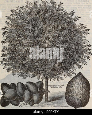 . Erdbeeren, Himbeeren, Brombeeren, Stachelbeeren, Trauben, Korinthen, Rhabarber und Spargel, Apfel, Kirsche, Pfirsich, Birne: Frühjahr 1896. Baumschulen New Jersey Kataloge; Obstbäume Sämlinge Kataloge; Obst; Bäume Sämlinge Sämlinge Kataloge Kataloge; Pflanzen, Zierpflanzen Kataloge. PARRYS "pomona Baumschulen. 25. JAPAN NUSSBAUM, die Walnuss ist nicht nur wertvoll wie ein Holz Baum aber die Muttern finden Sie ein bereit, Verkauf, Rendering Pflanzung eine rentable Investition JAPAN WALNUSS - dieser Spezies gefunden wächst wild in den Bergen im Norden Japans und ist, ohne Zweifel, wie Hardy wie eine Eiche. Die leav Stockfoto