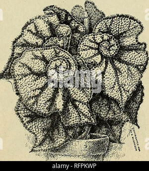 . Blumen Edelsteine für 1896. Blumen Samen Kataloge; Glühlampen (Pflanzen) Kataloge; Rosen Kataloge; Pflanzen, Zierpflanzen Kataloge; kommerzielle Kataloge Ohio Springfield; Blumen; Glühlampen (Pflanzen); Rosen; Pflanzen, Zierpflanzen; kommerzielle Kataloge. Neue blühende BEGONIA Eine schöne aufrecht wachsende Sorte mit attraktiven Laub - pecul iarly eingerückt, und eine schöne schattige Färbung, dunkel marmoriert Grün, Schattierung leichter, Blume, helle Koralle rot Anhänger pannicles; Sehr reichblühend. Preis, 15 Cent. Wettsteini. R. George - eine feine aufrecht wachsende Sorte. Sehr groß, schön gelappten, reich, glänzend Silber blättern, mit Stockfoto