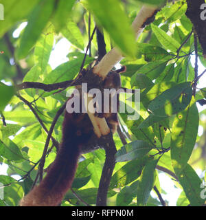 Malabar Riese Eichhörnchen füttern auf der Rinde eines Mango Tree Stockfoto