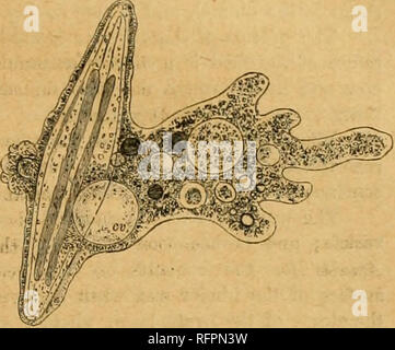 . Cassell's Natural History. Tiere; das Verhalten der Tiere. Whirlpool JM&lt; Fr.. Organische Bissen oer whicli Diese Ammbci' gleiten sanft ai-e in die |. lastic Körper, manchmal an jeder Stelle, aber in der Regel auf eine bestimmte Region, wo die klare sarcode dünnsten ist; und Wasser ist auch absorbiert oder umschlossen. Damit die Handlungen von Essen und Trinken, ohne Mund und Magen, erreicht; und Assimilation (rathei' als Verdauung) des Guten und der zur Verfügung stehenden Teile des prej '&lt; nimmt luly statt. Nach dem Wachstum, der Körper teilt sich manchmal in zwei lebenden Personen; aber es wird oft almo Stockfoto