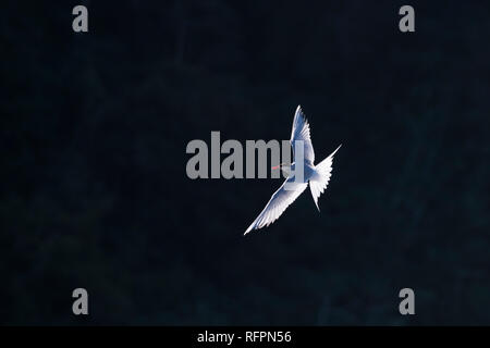 South American Tern (Sterna hirundinacea) in SE Brasilien Stockfoto