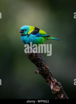 Grün - vorangegangen Tanager (seledon Tangara) von den Atlantischen Regenwald Stockfoto