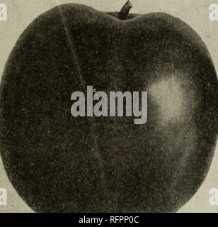 . 1924. Baumschulen (Gartenbau) California Fresno Kataloge; Baumschulen California Fresno Kataloge; Bäume California Fresno Kataloge; Obstbäume California Fresno Kataloge; Trauben California Fresno Kataloge; Obst California Fresno Kataloge; Klettern pl. "Zuverlässigkeit, QUALITÄT UND SERVICE" 35. Bitte beachten Sie, dass diese Bilder sind von der gescannten Seite Bilder, die digital für die Lesbarkeit verbessert haben mögen - Färbung und Aussehen dieser Abbildungen können nicht perfekt dem Original ähneln. extrahiert. Fresno Gärtnerei Firma; Henry G. Gilbert Baumschule und Saatgut Handel Katalog Stockfoto