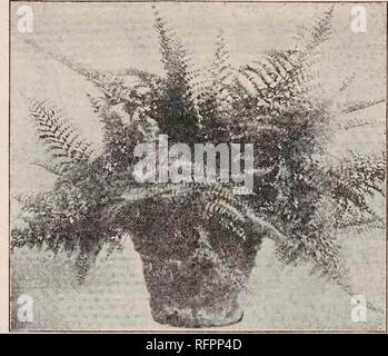 . Beschreibender Katalog der Yokohama Baumschule Co., Limited. Saatgut Industrie und Handel; Blumen; Obst Kataloge Kataloge Kataloge; Bäume; Sträucher Kataloge. Katalog DER YOKOHAMA NUESEllY Co., Ltd., (1911). 85 Aspidium viridescens, beide Seiten von Laub ebenso auffällig sind - Pro 10, $ 1,20; pro 100, $ 10,00. * Asplenium Nidus, große Dicke breite Klinge bis zu 4 Fuß i.e. Länge - Pro 10, $ 4.50. ; Asplenium ruttefolium, Thuya Farn, so von seiner Thuya genannt - wie Blätter - Pro 10, $ 1.30. * Cyathea spinulosa, baumfarn - Pro 10, $ 4,00; pro 100, $ 34,00. * Davallia stricta, mit panaschierten Blättern - Pro 10, $ 3.50 Stockfoto