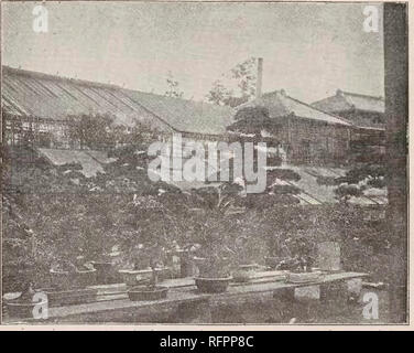 . Beschreibender Katalog der Yokohama Baumschule Co., Limited. Saatgut Industrie und Handel; Blumen; Obst Kataloge Kataloge Kataloge; Bäume; Sträucher Kataloge. Katalog' DER YOKOHAMA BAUMSCHULE Co., Ltd., (1911). 7?. Sammlung OP in den Schatten gestellt.. Bitte beachten Sie, dass diese Bilder sind von der gescannten Seite Bilder, die digital für die Lesbarkeit verbessert haben mögen - Färbung und Aussehen dieser Abbildungen können nicht perfekt dem Original ähneln. extrahiert. Stockfoto