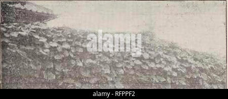 . Beschreibender Katalog der Yokohama Baumschule Co., Limited. Saatgut Industrie und Handel; Blumen; Obst Kataloge Kataloge Kataloge; Bäume; Sträucher Kataloge. Â £ 0 KATALOG DER YOKOHAMA BAUMSCHULE Co., Ltd., (1911).. PlLEriARTA THUNBERGIANA. Camellia tlieifera (Tee) mit rosa Höhe. Pro lo pro 100 pro 1.000 Blume 8-12. $ 2.80 â â * Camelliii tlieifera, var. Macrophylla, große leaved Tee 1 ft. 2,25 â â * Kamelie tlieifera, var. Macrophylla, bunte leaved, 1ft, 3,50 â â * Cinnamomnm campliora, der Kampfer Baum, der berühmte Kampfer vorbereitet und vom Wald ist viel verwendet für Stockfoto