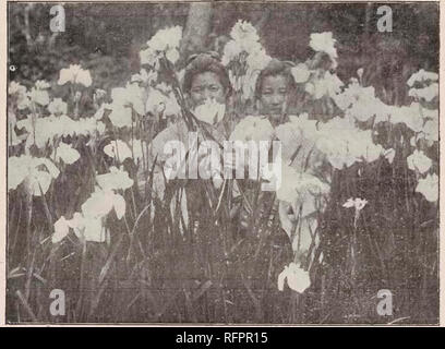 . Beschreibender Katalog der Yokohama Baumschule Co., Limited. Saatgut Industrie und Handel; Blumen; Obst Kataloge Kataloge Kataloge; Bäume; Sträucher Kataloge. 46 KATALOG DER YOKOHAMA BAUMSCHULE Co., Ltd. (191 Lj.. IRIS KiKFFEHI, "ZAMA-NO-MORI." IRIS H/EMPFERL rjpiUS berühmte schöne Fahne - wie Blume von Japan zeigt eine große Vielfalt von Farbe, einige der floAvers messen 10-12 Zoll. Die wichtigsten Farben sind weiß, Dunkelrot, Blau, Violett, schön geädert, usw. Wir diese wachsen in unseren Reis - Feld- und, wenn die Anlage in Ruhe wir Sie einmal im Monat mit Mist Gülle von November Stockfoto