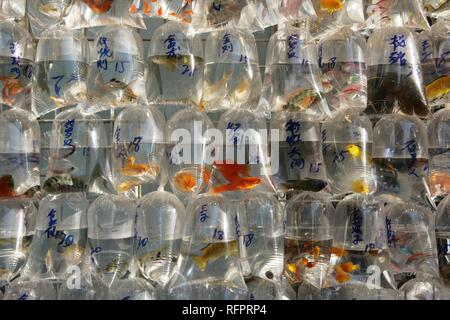 Goldfish Market in Mong Kok, Kowloon, Hongkong, China Stockfoto