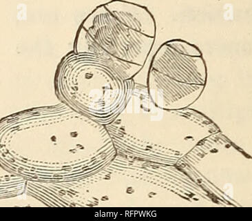 Farn Pflanze unter dem Mikroskop Stockfotografie - Alamy