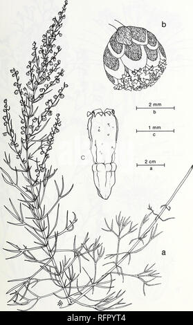 . Carpinteria Salt Marsh: Umwelt, Geschichte und botanische Ressourcen eines südlichen Kalifornien Mündung. Salzwiesen Ökologie; Salzwiesenpflanzen. Abb. 40. Artemisia californica Weniger. Küsten Sagebrush, ein. Zweig, b. Mittelfußkopf. c. Blume mit Entwicklungsländern achene.. Bitte beachten Sie, dass diese Bilder sind von der gescannten Seite Bilder, die digital für die Lesbarkeit verbessert haben mögen - Färbung und Aussehen dieser Abbildungen können nicht perfekt dem Original ähneln. extrahiert. Ferren, Wayne R; Universität von Kalifornien, Santa Barbara. Herbarium. Santa Barbara, CA: Herbarium, Abt. der Biologischen Stockfoto