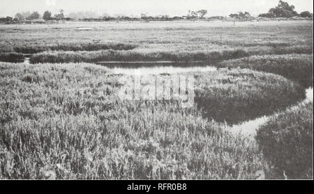 . Carpinteria Salt Marsh: Umwelt, Geschichte und botanische Ressourcen eines südlichen Kalifornien Mündung. Salzwiesen Ökologie; Salzwiesenpflanzen. Abb. 19. Unregelmäßig ausgesetzt Mündungs- EMERGENT FEUCHTGEBIET: Viewfrom vicinityof Southern Pacific Railroad, nach Süden in Richtung Sandyland. Lowareasand ditchesaredominated durch Scirpus maritimus (Vordergrund) und Typha domingensis (Mitte). Abb. 20. Regelmäßig überschwemmten Mündungs- EMERGENT FEUCHTGEBIET: Blick von Apple Straße, ostwärts über niedrige Marsh Vegetation. Wattenmeer werden von Salicornia virginica dominiert.. Bitte beachten Sie, dass diese Bilder aus gescannten p extrahiert werden Stockfoto