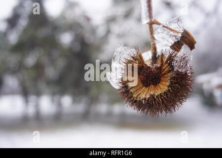 Gefrierender Regen in Bukarest, Eisregen Stockfoto