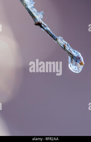 Frosted Wassertropfen auf einem Zweig Stockfoto