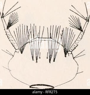 . Der Carnegie Institution in Washington Publikation. 332. 332 DETAILS VON LARV^. 329. Culex Faktor Dyar&amp; Knopf. 330. Culex microsquamosus Grabham. 331. Culex eremita Howard, Dyar&amp; Knab. 332. Culex habilitator Dyar&amp; Knab.. Bitte beachten Sie, dass diese Bilder sind von der gescannten Seite Bilder, die digital für die Lesbarkeit verbessert haben mögen - Färbung und Aussehen dieser Abbildungen können nicht perfekt dem Original ähneln. extrahiert. Der Carnegie Institution in Washington. Washington, der Carnegie Institution in Washington Stockfoto