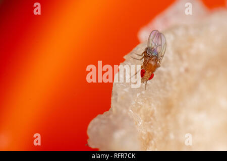 Essig Fruchtfliegen, Drosophila, eine gemeinsame Küche pest Fütterung auf Essensreste Stockfoto