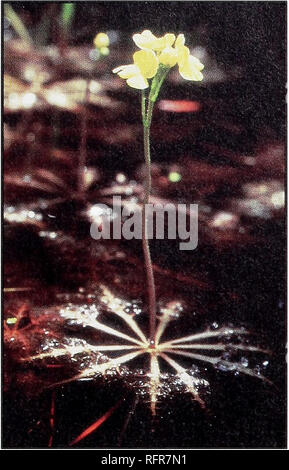 . Fleischfressende Pflanzen der Conecuh National Forest. Fleischfressende Pflanzen Alabama Conecuh Nationalen Wald; Wald behält sich die Freizeitgestaltung Alabama. Das große RAD BLADDERWORT. Wissenschaftlicher Name: Utricularia Inflata. Erkennungsmerkmale: Die meisten der Pflanze ist in Wasser getaucht. Lange unterwasser Stiele sind ungefähr 1/4 Zoll breit und tragen abwechselnd Massen der Blase abgedeckten Branchen. Blasen sind ungefähr 1/8 Zoll lang. Blütenstiele sind von einem schwebenden Rad bis zu 10 Zoll mit 5 bis 10 (oft 8) schwammig unterstützt, aufgeblasen; Speichen Speichen nicht offensichtlich in der Nähe der Blütenstiel verengt ist, und Erweitert angezeigt und St Stockfoto