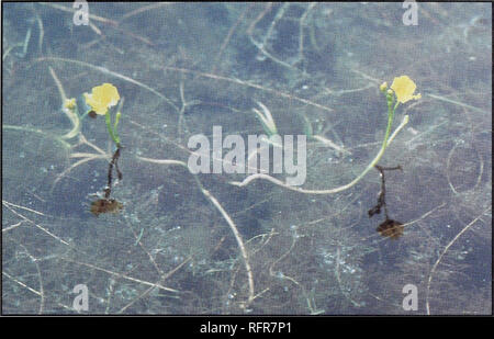 . Fleischfressende Pflanzen der Conecuh National Forest. Fleischfressende Pflanzen Alabama Conecuh Nationalen Wald; Wald behält sich die Freizeitgestaltung Alabama. Teich BLADDERWORT. Wissenschaftlicher Name: Utricularia floridana. Merkmale: Der Körper wird in Wasser oder trüben Suspensionen in Wasser getaucht, ein gebleichtes Stammzellen in der unteren produziert zylindrische Zweige, die nach oben im Wasser verlängern eingebettet ist. Blüten sind gelb, 1/2 bis 2/3 Zoll über 10 bis 20 pro Blüte Stiel. Der Stiel ist gebogen oder s-förmig. Blütezeit: Mai bis September. Verteilung: die Küstenebene von South Carolina auf zentrale Halbinsel Flo Stockfoto