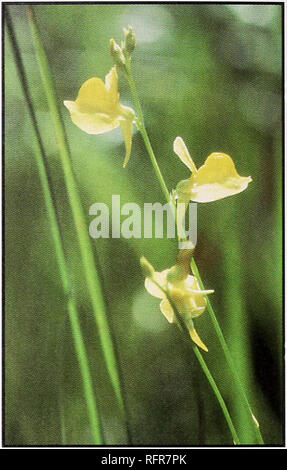 . Fleischfressende Pflanzen der Conecuh National Forest. Fleischfressende Pflanzen Alabama Conecuh Nationalen Wald; Wald behält sich die Freizeitgestaltung Alabama. Gehörnte BLADDERWORT Wissenschaftlicher Name: Utviciilaria cormita. Erkennungsmerkmale: wächst in feuchtem Boden. Der Körper besteht aus grünen fadenförmigen Massen, die Tipps, von denen über dem Boden ragen kann, so dass die Oberfläche eine grüne Aussehen. Blasen wachsen unter der Oberfläche, sind Winzig, unauffällig. Blüten sind gelb, die Hornlike Sporn mehr als die Höhe der oberen Teil der Blume. Stiele wachsen zu 15 Zoll lang, manchmal länger, und Grün sind. F Stockfoto