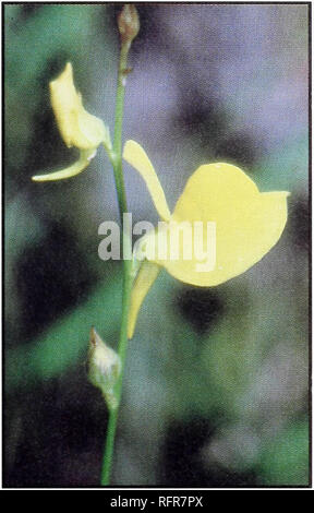 . Fleischfressende Pflanzen der Conecuh National Forest. Fleischfressende Pflanzen Alabama Conecuh Nationalen Wald; Wald behält sich die Freizeitgestaltung Alabama. RUSH BLADDERWORT Wissenschaftlicher Name: Utricularia juncea. Erkennungsmerkmale: wächst in feuchtem Boden. Der Körper besteht aus grünen Faden-wie Massen, die Spitzen der die pro-trude über dem Boden und bilden grüne Matten. Blasen wachsen unter der Erde, sind Winzig, unauffällig. Blumen sind Gelb, die Hornlike Sporn ist etwa so lang wie die Höhe der oberen Teil der Blüte; Stiele wachsen zu 15 Zoll lang, manchmal länger, mit rot gefärbt. Viele flowe Stockfoto