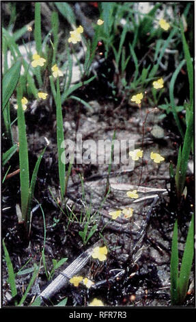 . Fleischfressende Pflanzen der Conecuh National Forest. Fleischfressende Pflanzen Alabama Conecuh Nationalen Wald; Wald behält sich die Freizeitgestaltung Alabama. Zwerg BLADDERWORT Wissenschaftlicher Name: Utricularia subulata. Erkennungsmerkmale: wächst in feuchtem Boden. Der Körper ist in der Regel völlig unter der Oberfläche, nur deutlich von den blühenden Halm. Unterirdische Blasen sind wenige, kleine, unscheinbare. Blüten sind gelb, weniger als 1/3-Zoll breit; Stiele wachsen bis 4 cm groß. Blütezeit: April bis Sommer. Verteilung: Nordosten der USA und das benachbarte Kanada, Süd, Süden von Florida, West zu Te Stockfoto