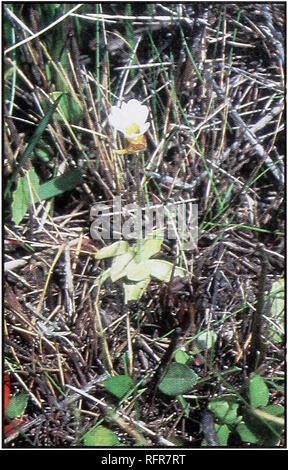 . Fleischfressende Pflanzen der Conecuh National Forest. Fleischfressende Pflanzen Alabama Conecuh Nationalen Wald; Wald behält sich die Freizeitgestaltung Alabama. PYGMY BUTTERWORT Wissenschaftlicher Name: Pinguiciila pumila. Erkennungsmerkmale: Rosette ist sehr klein, in der Regel weniger als 2 Zoll herüber. Die Blätter sind an den Kanten geben Ihnen eine V-Form inrolled. Blüten sind weiß bis violett, gelb, manchmal auf die Stiele in der Regel weniger als 4 cm lang. Blütezeit: Mitte März bis April. Verteilung: Coastal North Carolina an der südlichen Florida und von West nach Ost Texas. Lebensraum: Moore, feuchten Savannen, feuchten Gräben, feuchten Wegrändern Stockfoto