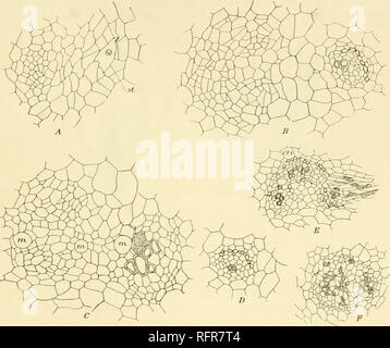 . Der Carnegie Institution in Washington Publikation. Die älteren SPOROPHYT 169 Verschmelzung von Zellen und nicht durch ein Splitting neben der Zellen und der Entwicklung von absondernden Zellen über die interzellulären Raum. In seinen früheren Papier Brebner besagt, dass der Schleim Kanäle schizogenous sind, aber in seinen späteren Papier gesteht er ein, dass sie der lysigenous Herkunft, was zweifellos der Fall ist in der Holzart Dancea hier beschrieben werden kann. Die Details der älteren Zentrale bündeln der Abschnitte F und G, Abb. 150, sind in Bild 1 dargestellt. 153, E, F; die grau unterlegten Zellen in C sind Tannin Zellen. Abbildung 151 zeigt Längs- se Stockfoto