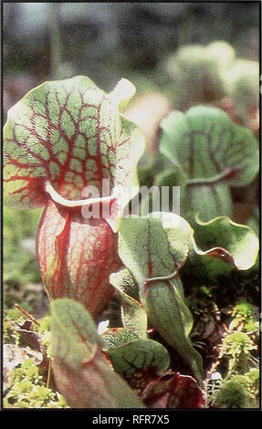 . Fleischfressende Pflanzen der Conecuh National Forest. Fleischfressende Pflanzen Alabama Conecuh Nationalen Wald; Wald behält sich die Freizeitgestaltung Alabama. Lila KANNENPFLANZE Wissenschaftlicher Name: Sarracenia purpurea. Erkennungsmerkmale: Krüge kurz sind, Hocke, Kanne geformte Rückenlehne teilweise auf dem Boden wachsen, bis 15 cm lang und 2 cm breit an der Mündung. Die Haube ist aufrecht, nicht die Öffnung, große conspicu-ous Haare nach unten weisen, auf der Innenseite der Motorhaube. Krüge sind grün, wenn neu gebildet, aber rot geäderten, und einige - mal völlig rot, wenn die Sonne ausgesetzt. Neuere Krüge fast immer contai Stockfoto