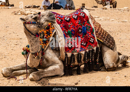 Kamele für Touristen und Guides, Giza Plateau in den felsigen Wüste in der Nähe von Kairo Ägypten Stockfoto