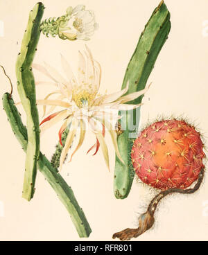 . Der Carnegie Institution in Washington Publikation. BRITTON UND ROSE, VOL. II PLATTE XXXVIII. M. E Eatmi del. 1. Fruchtenden trieb von Selenicereus ptrrantkus. 2. Blühenden Zweig von selenicereus Spinulosus. 3. Blühenden Zweig von Weberocereus panamensis. (Alle natürliche Größe.). Bitte beachten Sie, dass diese Bilder sind von der gescannten Seite Bilder, die digital für die Lesbarkeit verbessert haben mögen - Färbung und Aussehen dieser Abbildungen können nicht perfekt dem Original ähneln. extrahiert. Der Carnegie Institution in Washington. Washington, der Carnegie Institution in Washington Stockfoto