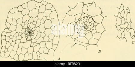 . Der Carnegie Institution in Washington Publikation. Die jungen SPOROPHYT 151 basalen Teil. Die vaskulären Bundle hat eine größere Entwicklung von Xylem als in den anderen Gattungen und das Xylem bildet ein Band von erheblichem Umfang im ovalen Abschnitt des Bündels. Die Struktur des Bundles konzentrischen, aber wie in anderen Fällen, das Phloem ist auf der äußeren Seite besser entwickelt. Unterhalb der freien Base des Keimblatts, wo die Spur wechselt in den Stammzellen, ist eine Reduktion der inneren Phloem, oder das innere Phloem vollständig verschwindet, und das Bündel Es wird wirklich Sicherheiten. Keine definitive endodermis Ca Stockfoto
