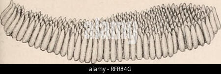 . Der Carnegie Institution in Washington Publikation. Veröffentlichung 159 Platte 14". 686. Bitte beachten Sie, dass diese Bilder sind von der gescannten Seite Bilder, die digital für die Lesbarkeit verbessert haben mögen - Färbung und Aussehen dieser Abbildungen können nicht perfekt dem Original ähneln. extrahiert. Der Carnegie Institution in Washington. Washington, der Carnegie Institution in Washington Stockfoto