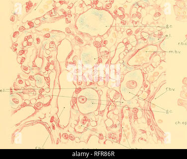 . Der Carnegie Institution in Washington Publikation. Abb. 15. w. b. v..ch - f.b.v. ep'. Abb. 14 m. bv â¢â^v-Abb. 16. S Ca. LTh. Bitte beachten Sie, dass diese Bilder sind von der gescannten Seite Bilder, die digital für die Lesbarkeit verbessert haben mögen - Färbung und Aussehen dieser Abbildungen können nicht perfekt dem Original ähneln. extrahiert. Der Carnegie Institution in Washington. Washington, der Carnegie Institution in Washington Stockfoto