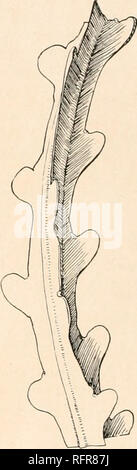 . Der Carnegie Institution in Washington Publikation. . Abb. 270.-Hylocereus antiguensis. Abb. 271. - Gemeinsame von H. calcaratus. Xo. 5 HYLOCEREUS sp. Eine Spezies, anscheinend dieser Gattung. Es ist eine lange, Klettern, Pflanze, die über und über die Oberseiten der Sträucher und Bäume und manchmal töten, mit stark 3-eckig Gelenke, die Ränder der Rippen eher dick, kaum Undulate; Die areolen 5 bis 6 cm. abgesehen, mit 6 bis 8 subulate Stacheln, die mehr 12 bis 15 cm. lang. Es wurde von E-A. Gold gesammelt - Mann bei Carrizal, Vera Cruz, 25. Mai 1901 (Nr. 697;. Die Blüten und Früchte sind unbekannt. HYLOCEREUS sp. Branc Stockfoto