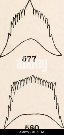 . Der Carnegie Institution in Washington Publikation. 675. 580. Bitte beachten Sie, dass diese Bilder sind von der gescannten Seite Bilder, die digital für die Lesbarkeit verbessert haben mögen - Färbung und Aussehen dieser Abbildungen können nicht perfekt dem Original ähneln. extrahiert. Der Carnegie Institution in Washington. Washington, der Carnegie Institution in Washington Stockfoto