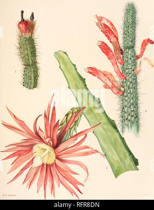 . Der Carnegie Institution in Washington Publikation. BRITTON UND ROSE, VOL. Platte XXVII. M. E. Eaton del 1. Ende der fruchtenden Trieb der Arrojadoa rhodantha. 2. Oben auf der Cleistocactus baiimannii. 3. Blume auf Zweig der Hylocereus stenopterus. (Alle natürliche Größe.). Bitte beachten Sie, dass diese Bilder sind von der gescannten Seite Bilder, die digital für die Lesbarkeit verbessert haben mögen - Färbung und Aussehen dieser Abbildungen können nicht perfekt dem Original ähneln. extrahiert. Der Carnegie Institution in Washington. Washington, der Carnegie Institution in Washington Stockfoto