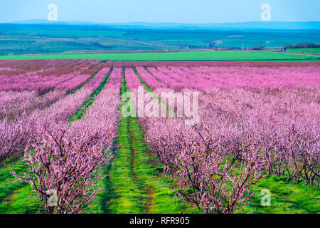 Reihen von pfirsichbäume blühen im Frühling Garten. Landschaftsfotografie Stockfoto
