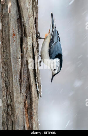 White-breasted Kleiber (Sitta carolinensis) Fütterung auf Baumstamm unter Schneefall, Iowa, USA Stockfoto