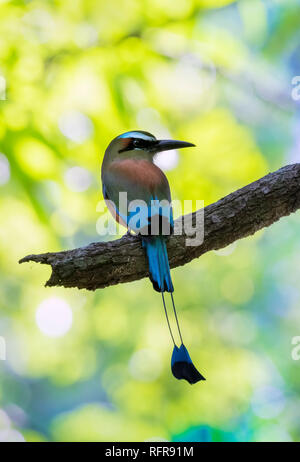 Türkis der tiefsten motmot (Eumomota superciliosa) in den Baumkronen des Regenwaldes, Puntarenas, Costa Rica Stockfoto