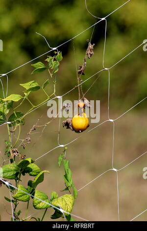 Teilweise getrocknet Gurke oder Cucumis sativus schleichende Weinpflanze in lokalen Garten wachsen auf improvisierten Kunststoff net mit getrockneten Gurke umgeben Stockfoto