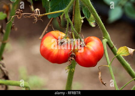 Teilweise reif zwei rote, gelbe Tomaten auf einzelne Rebe befestigt im heimischen Garten mit hellgrünen und trockene braune Blätter umgeben wächst Stockfoto