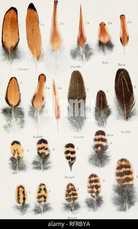 . Der Carnegie Institution in Washington Publikation. Platte 10 T. H. MORGAN. B JULIUS BIEN, N.Y. normal. 1, 2; Übergangsbestimmungen, K2* und Geändert - über Federn, 2 b Sebright. 3 4 und 5. Federn von F2 Vögel.. Bitte beachten Sie, dass diese Bilder sind von der gescannten Seite Bilder, die digital für die Lesbarkeit verbessert haben mögen - Färbung und Aussehen dieser Abbildungen können nicht perfekt dem Original ähneln. extrahiert. Der Carnegie Institution in Washington. Washington, der Carnegie Institution in Washington Stockfoto